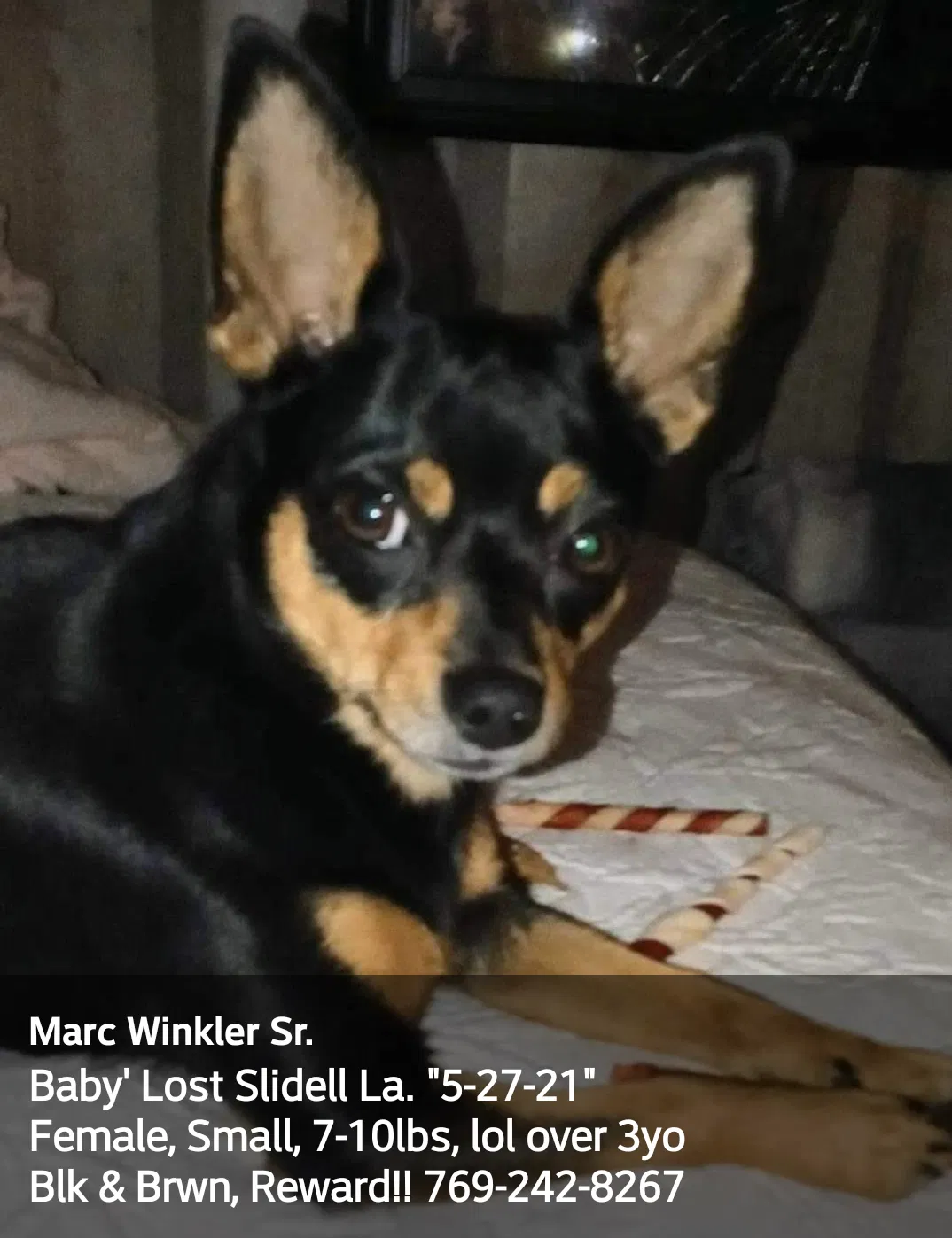 Lost dog in Slidell, LA, 70458