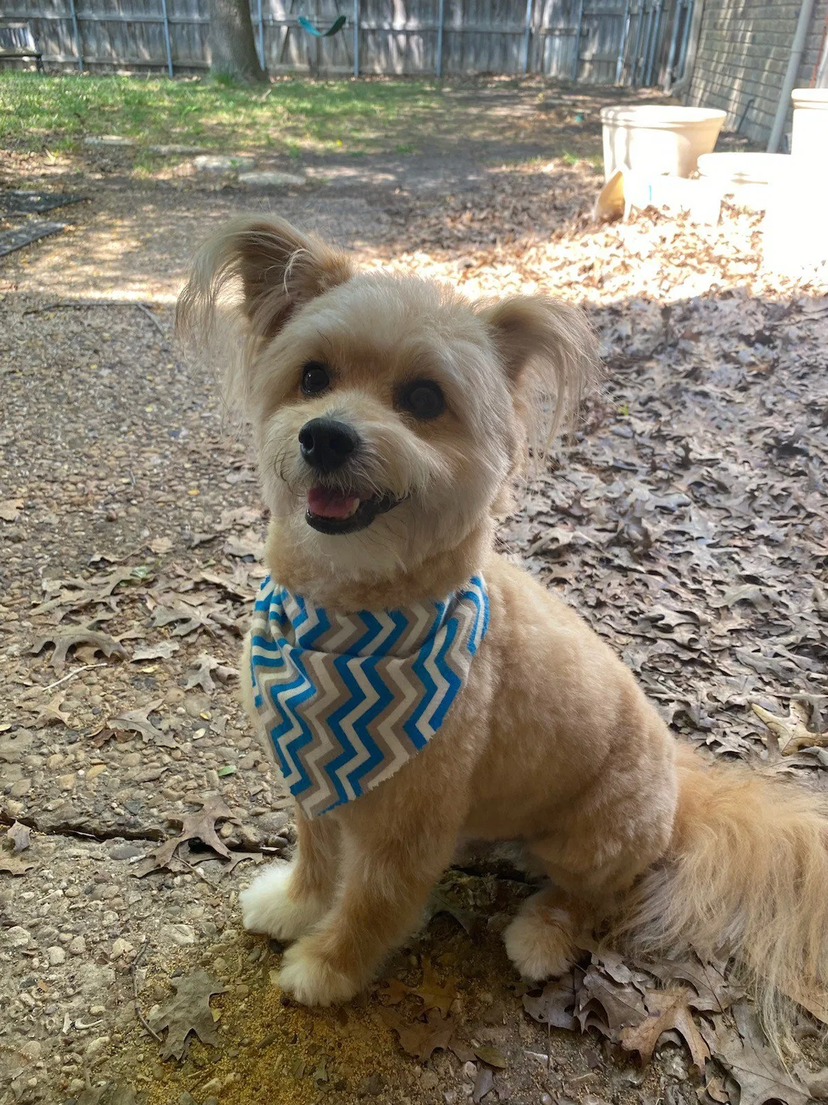 Lost dog in Plano, TX, 75075