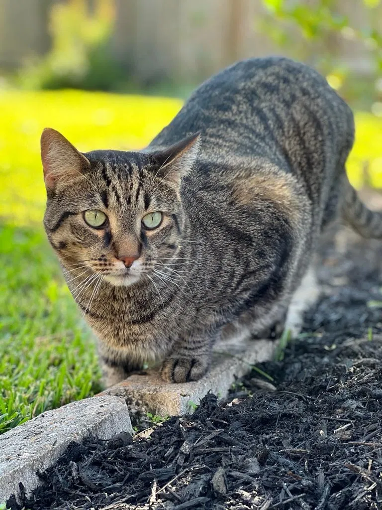 Lost cat in Katy, TX, 77494