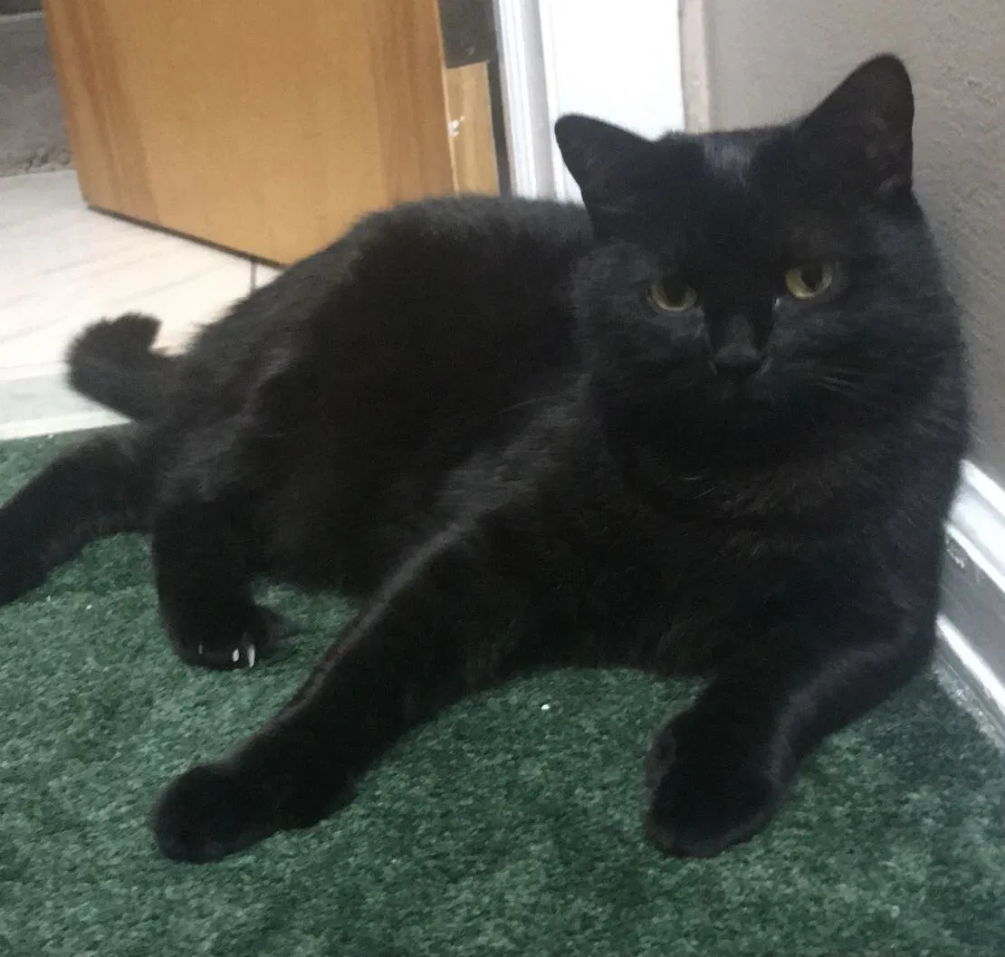 Lost cat in Hillsdale, NJ, 7642