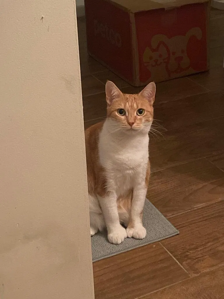 Lost cat in Tuckerton, NJ, 8087