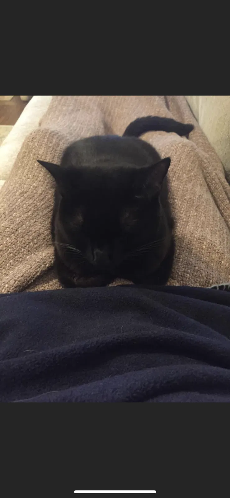 Lost cat in Kennesaw, GA, 30144