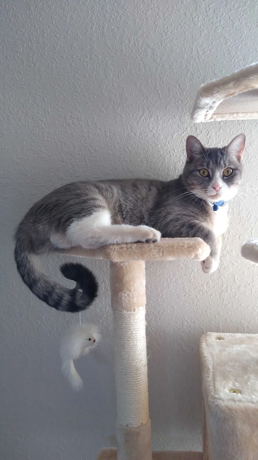 Lost cat in Lubbock, TX, 79416