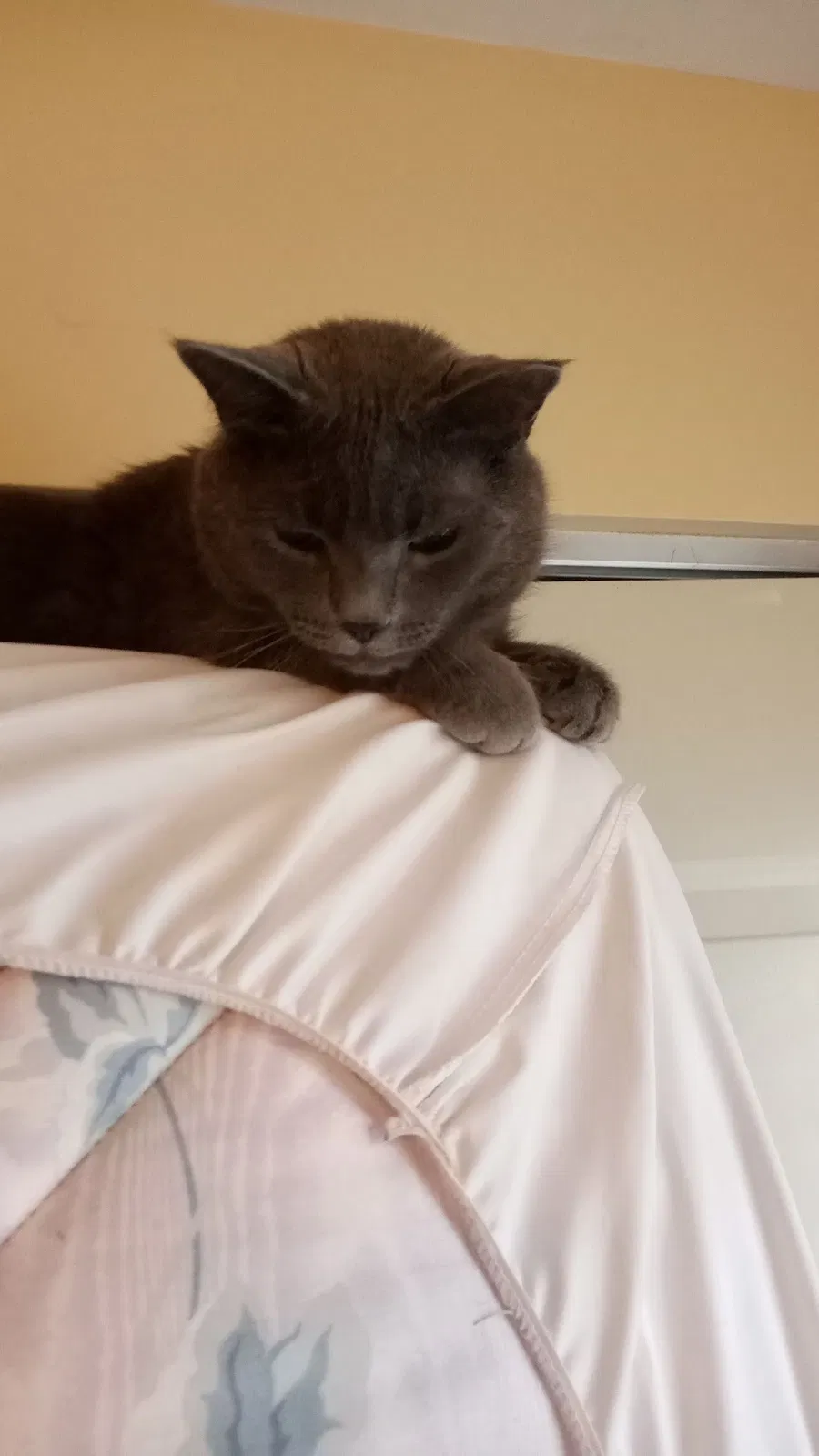 Lost cat in Olney, MD, 20832