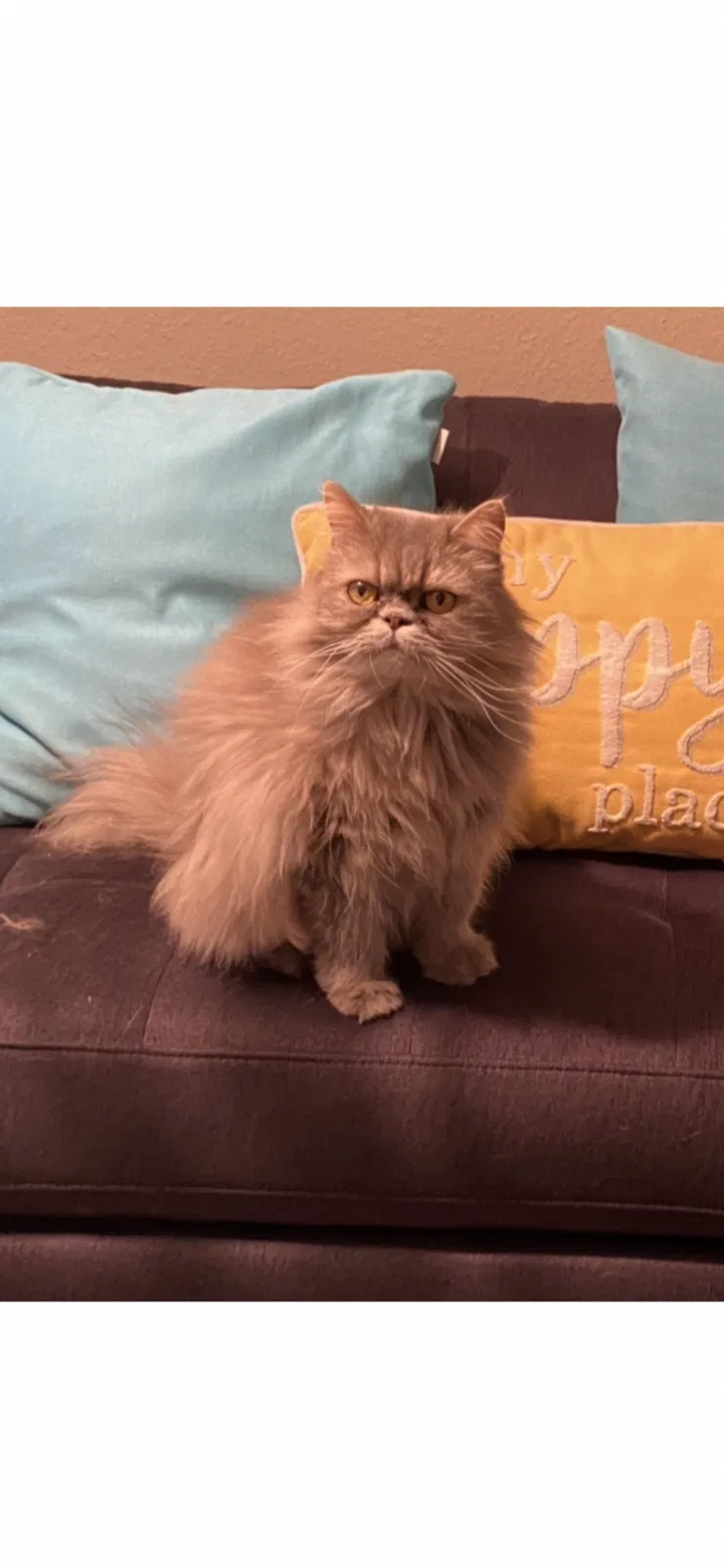 Lost cat in Houston, TX, 77063