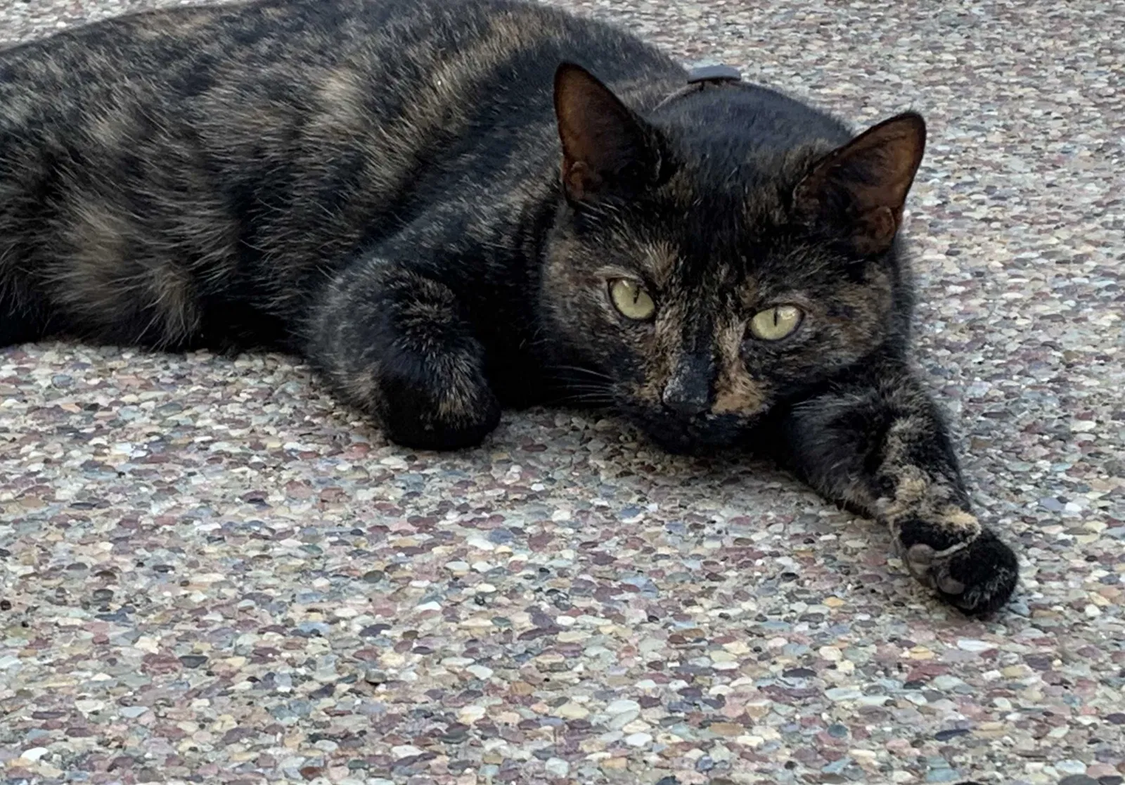 Lost cat in Clayton, CA, 94517
