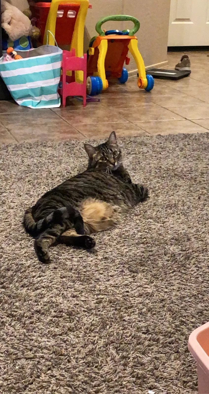 Lost cat in Avondale, AZ, 85323