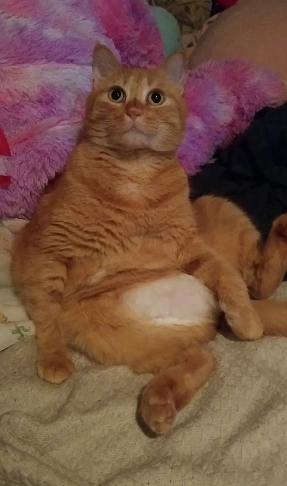 Lost cat in Houston, TX, 77095