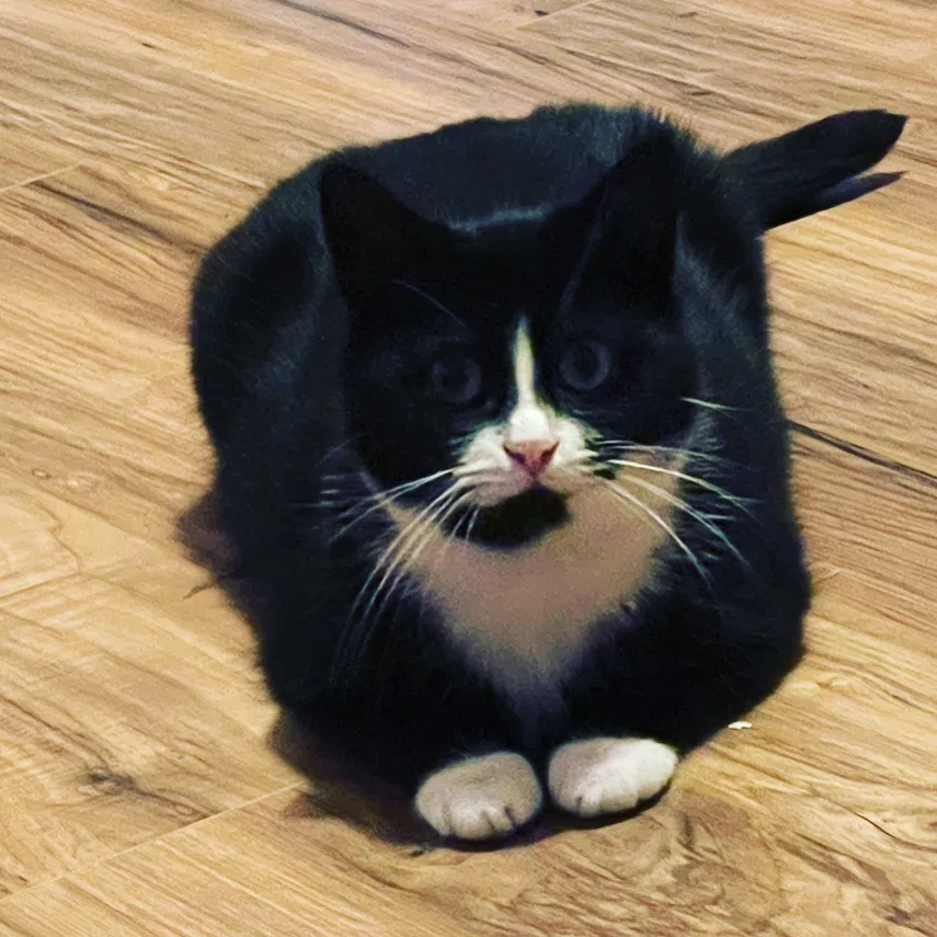 Lost cat in Hartford, CT, 6112