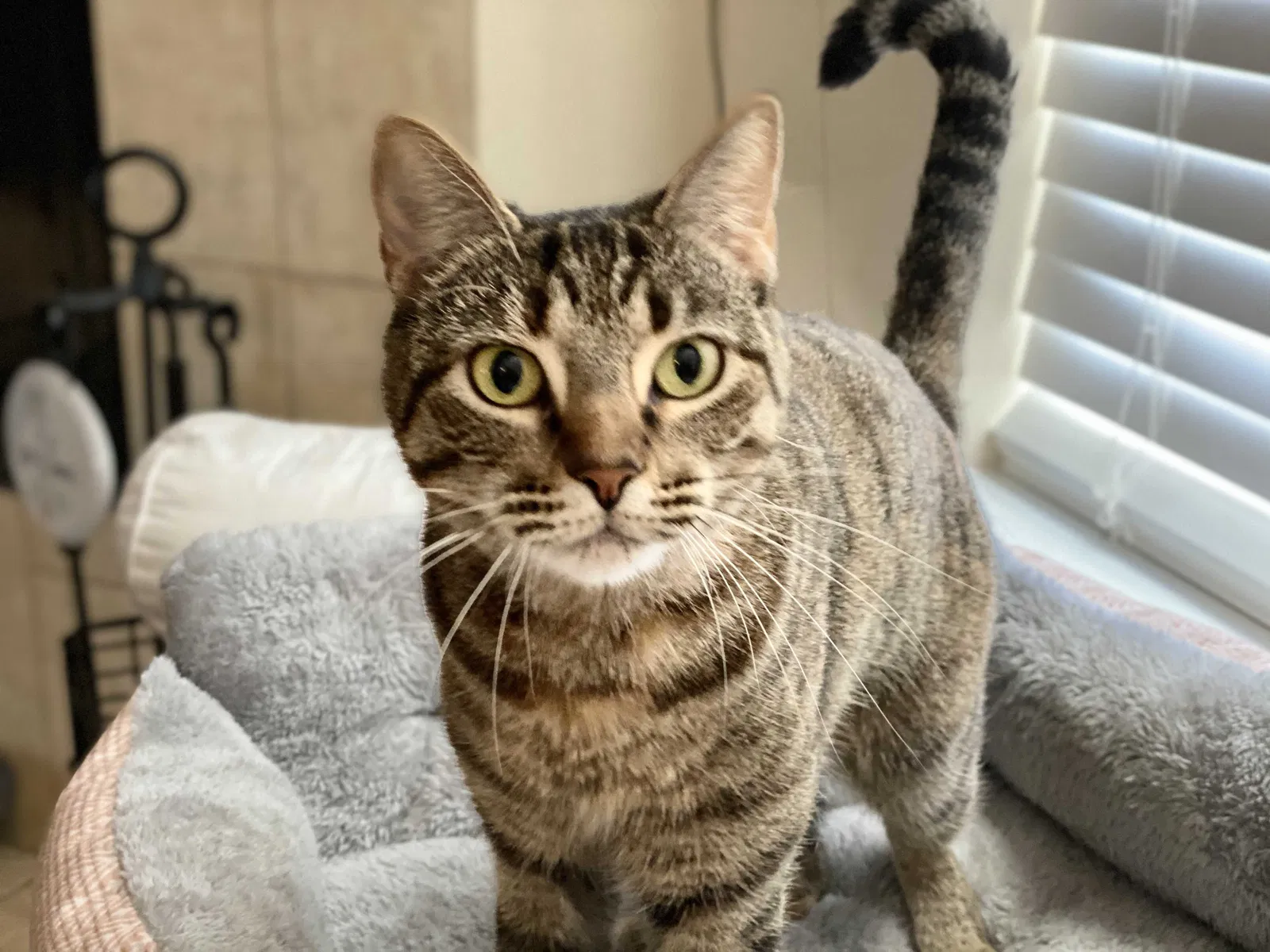 Lost cat in Marrero, LA, 70072