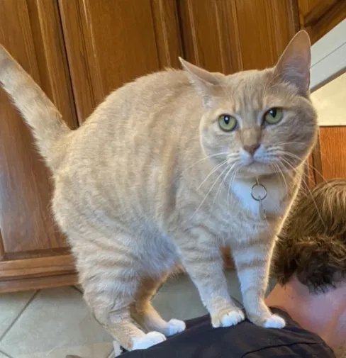 Lost cat in Austin, TX, 78751