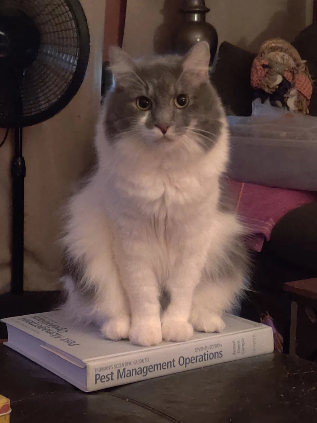Lost cat in Louisville, KY, 40220