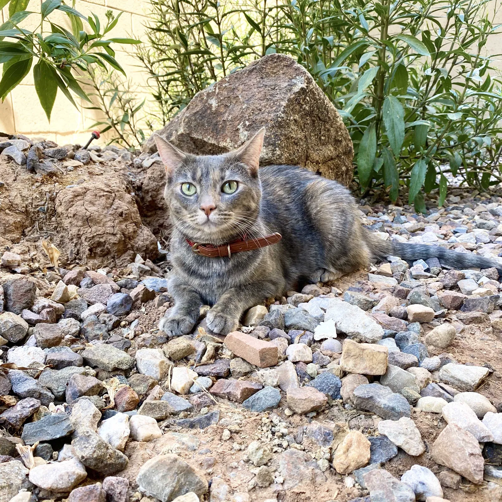 Lost cat in Mesa, AZ, 85215