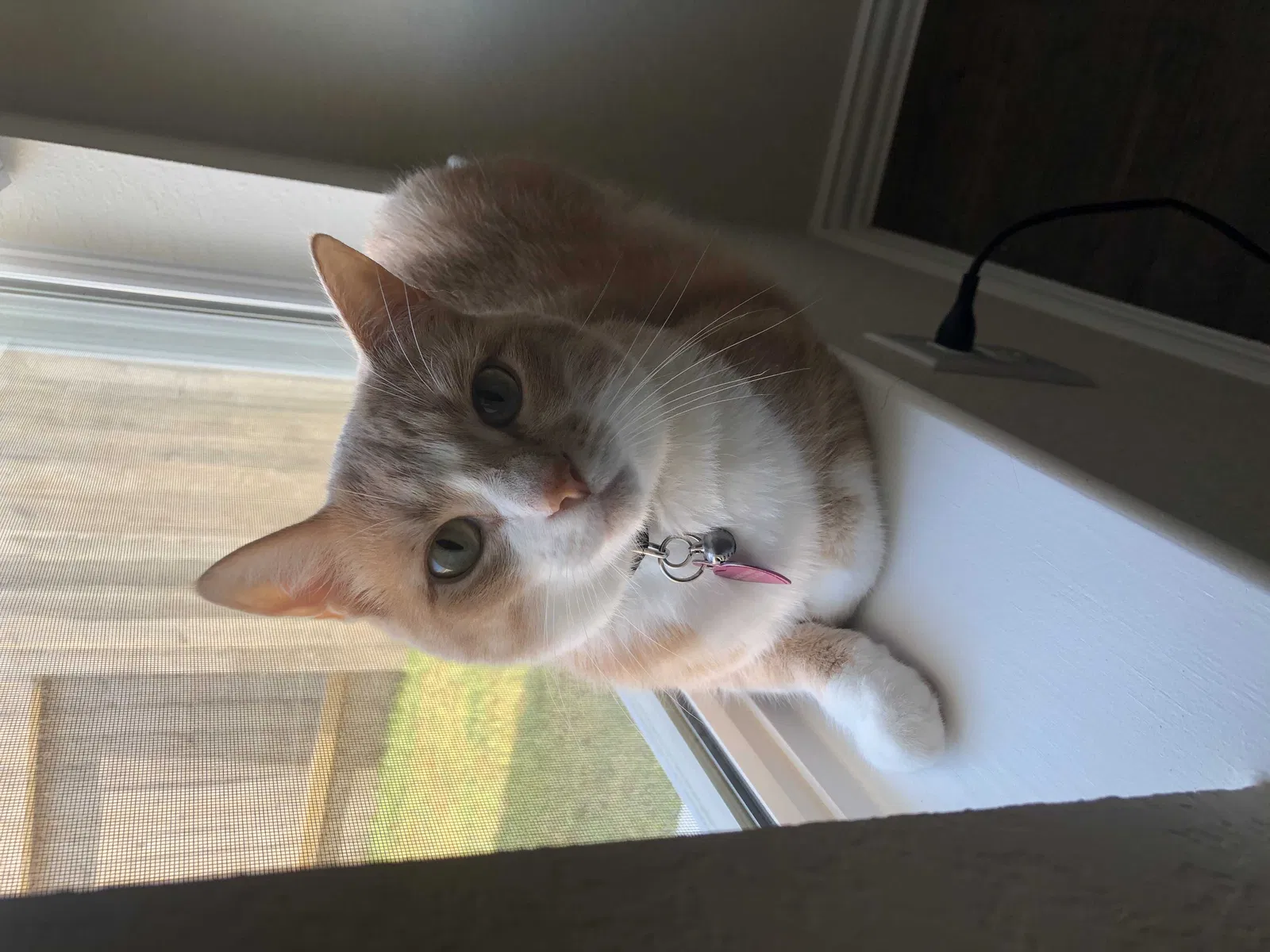 Lost cat in Pearland, TX, 77584