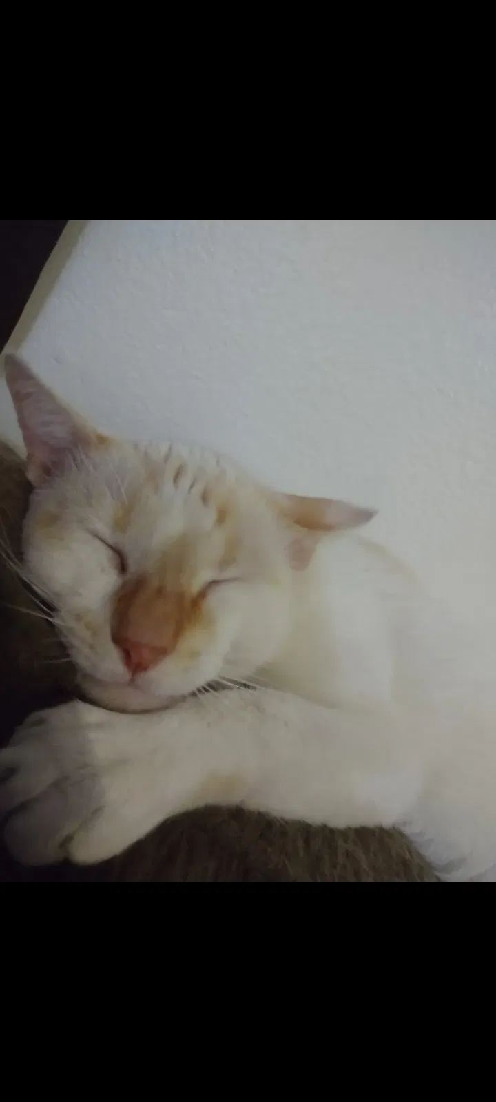 Lost cat in San Antonio, TX, 78239