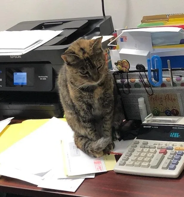 Lost cat in Miami, FL, 33184