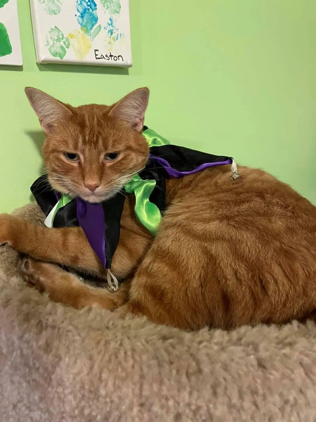 Lost cat in Andover, MN, 55304