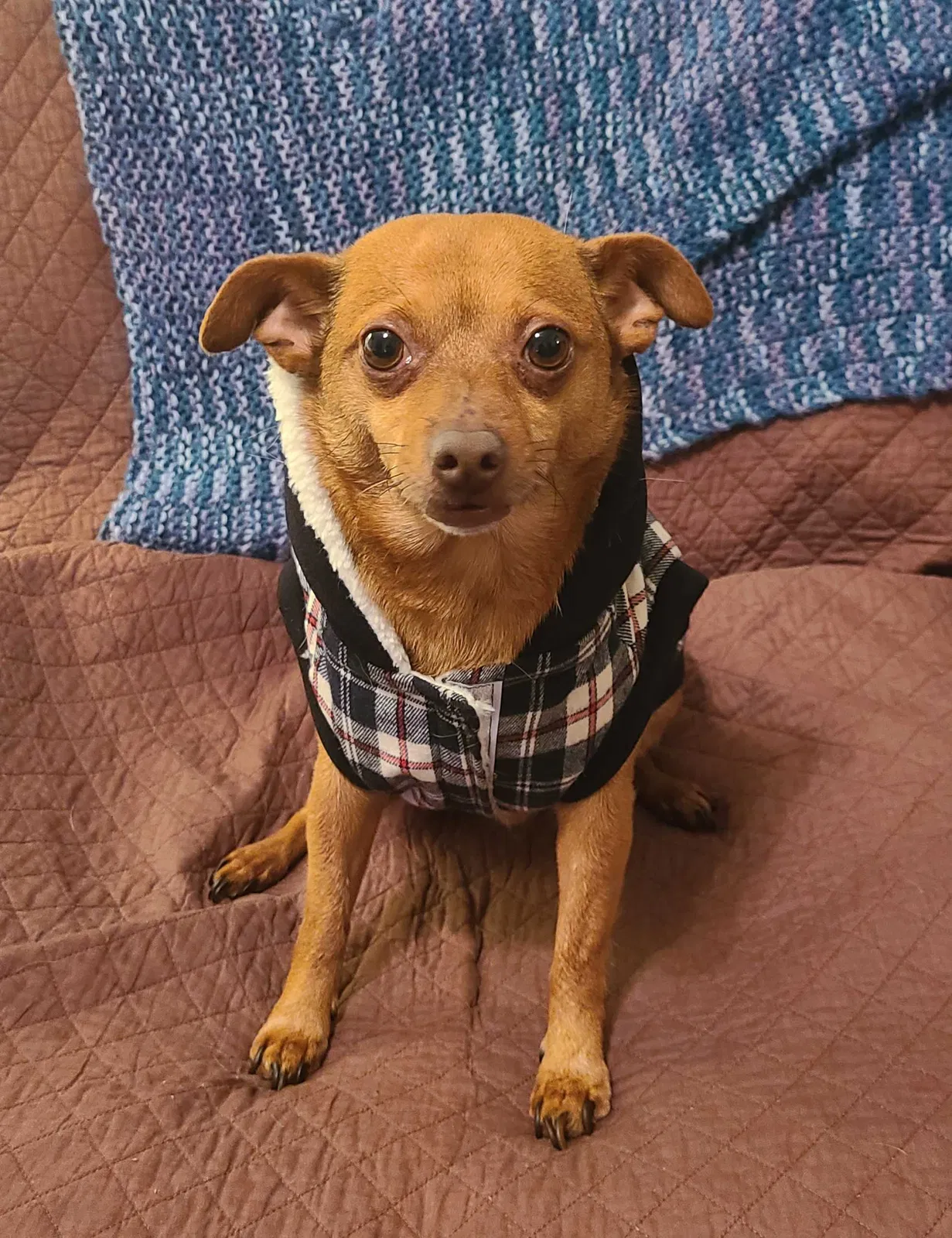 Lost dog in Oak Hill, FL, 32759