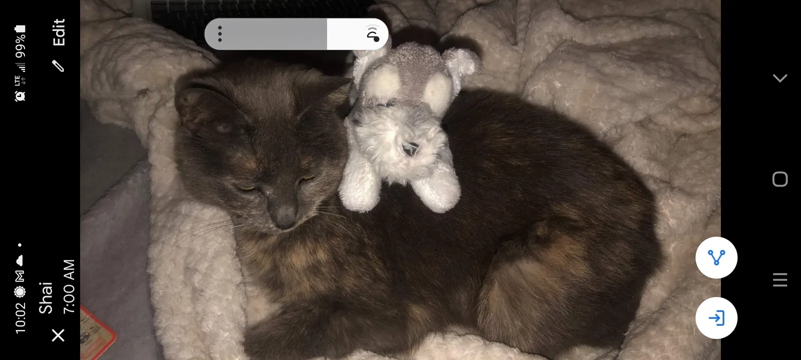 Lost cat in Grand Rapids, MI, 49508