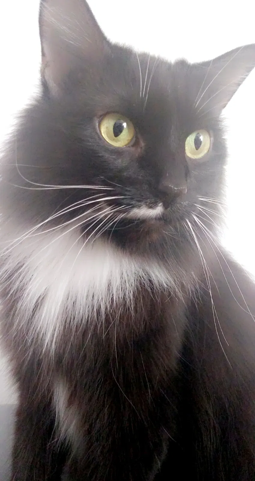 Lost cat in Ann Arbor, MI, 48103