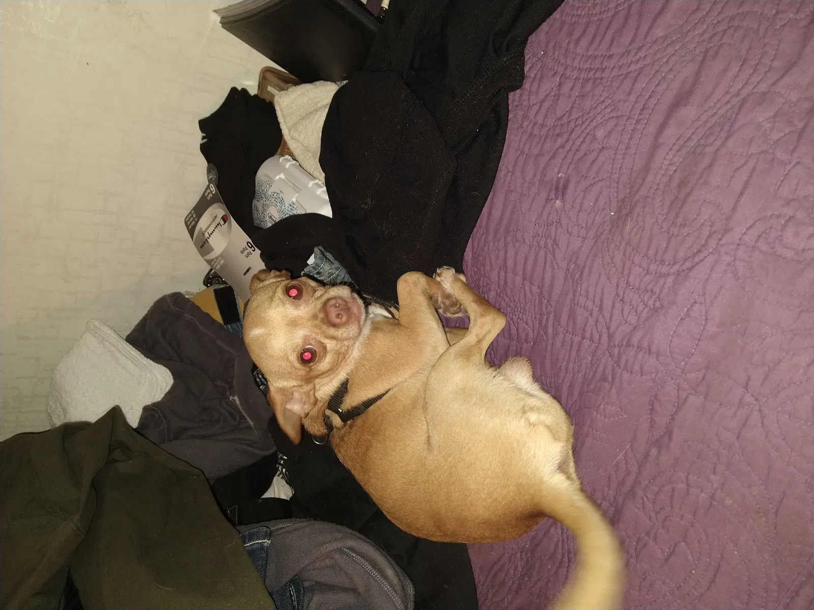 Lost dog in Peoria, AZ, 85381