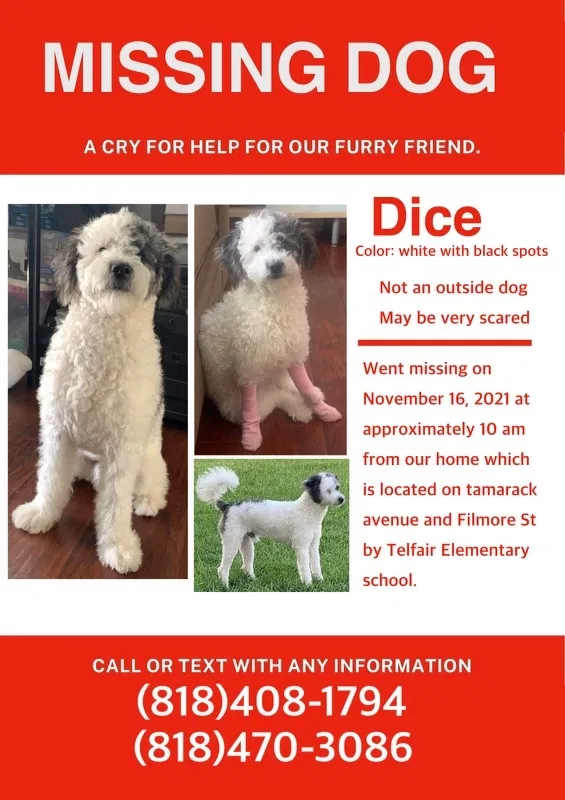 Lost dog in Pacoima, CA, 91331