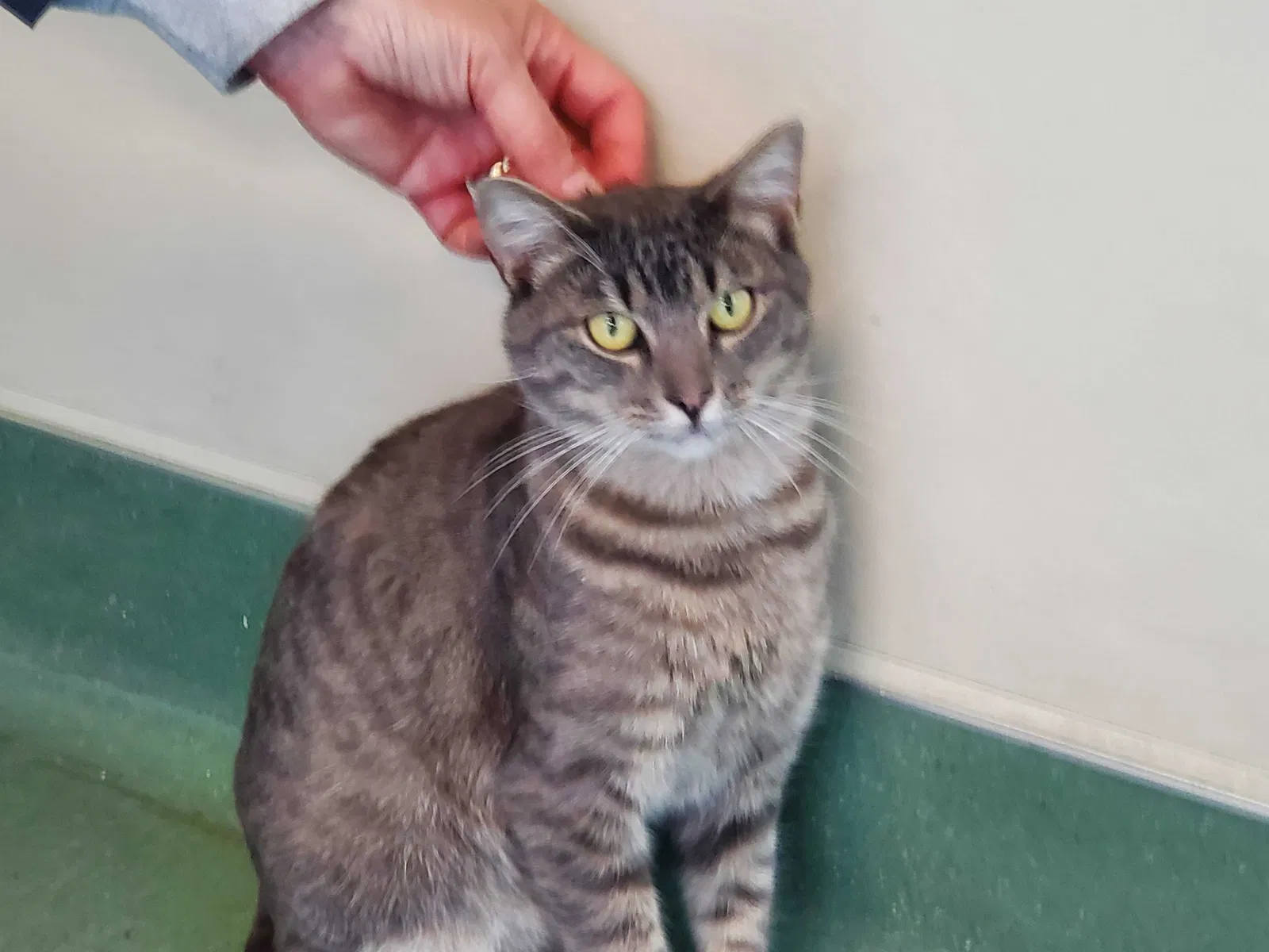 Lost cat in South San Francisco, CA, 94080
