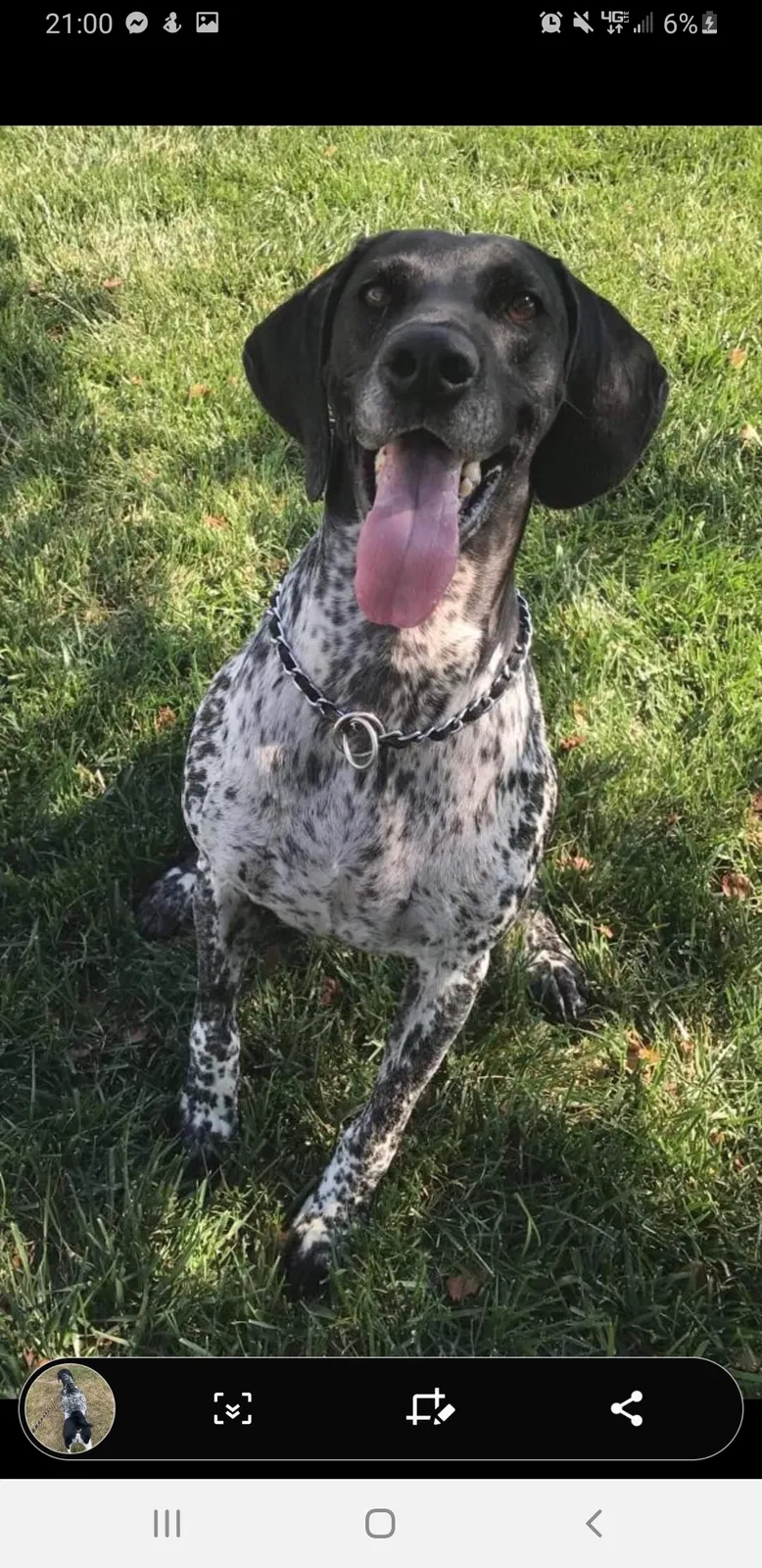 Lost dog in Rose Hill, KS, 67133