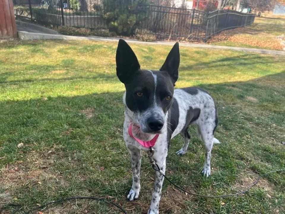 Lost dog in Aurora, CO, 80017