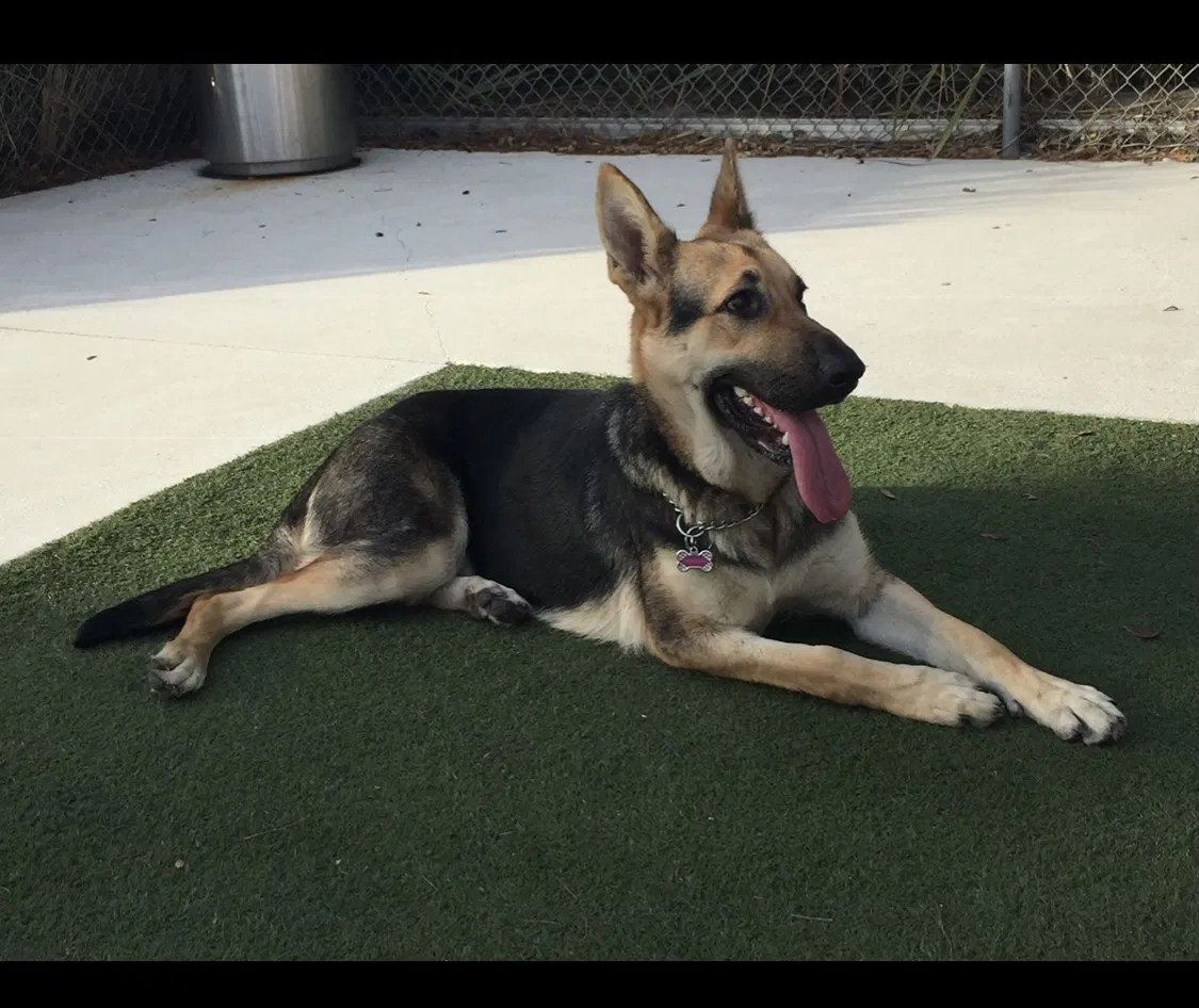 Lost dog in Tampa, FL, 33607