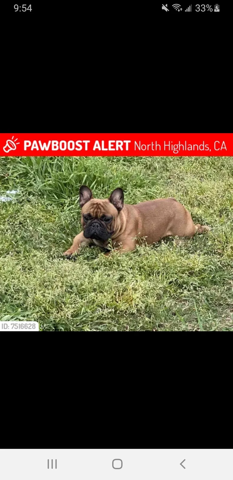Lost dog in North Highlands, CA, 95660