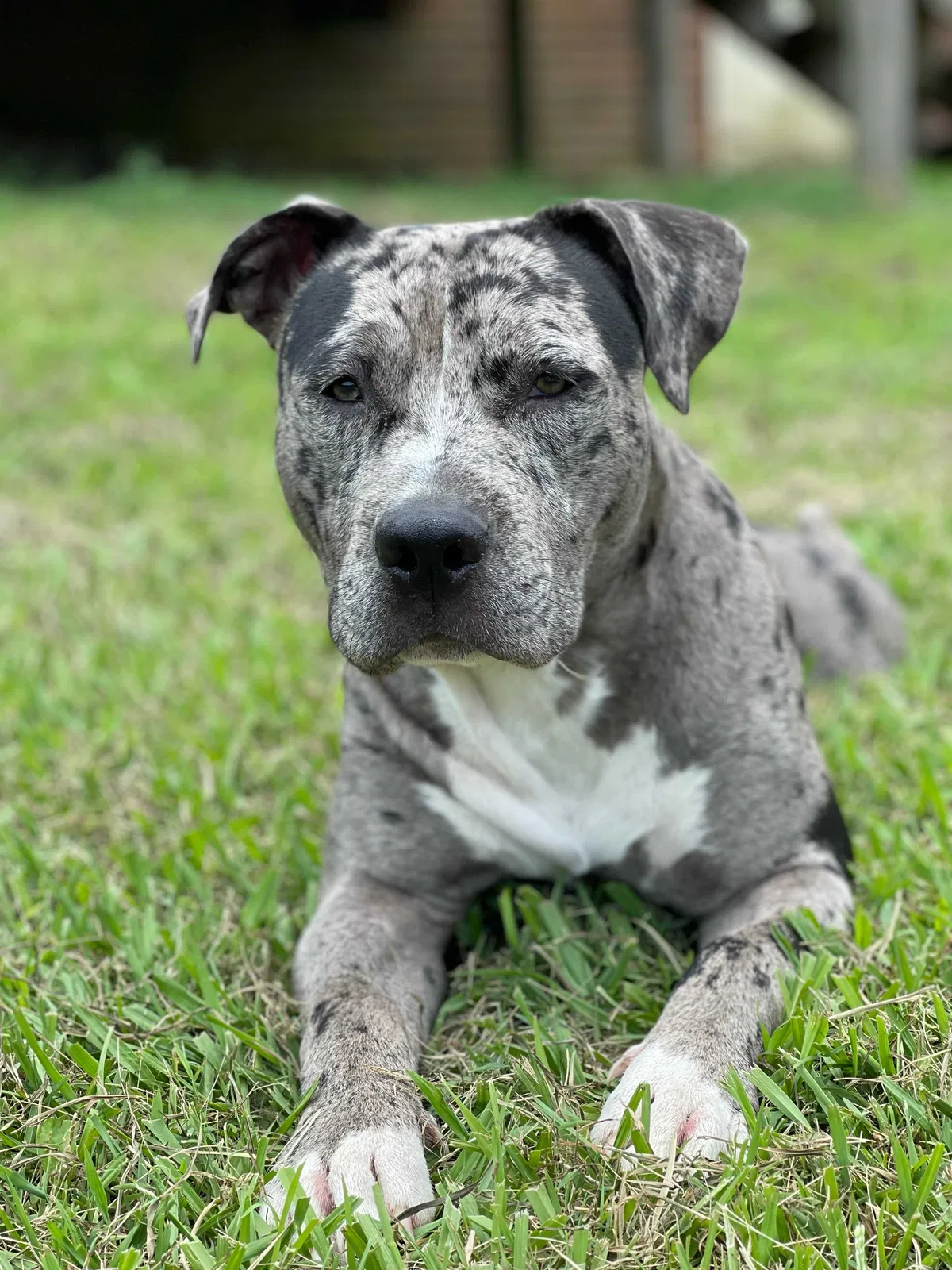 Lost dog in Pikeville, NC, 27863