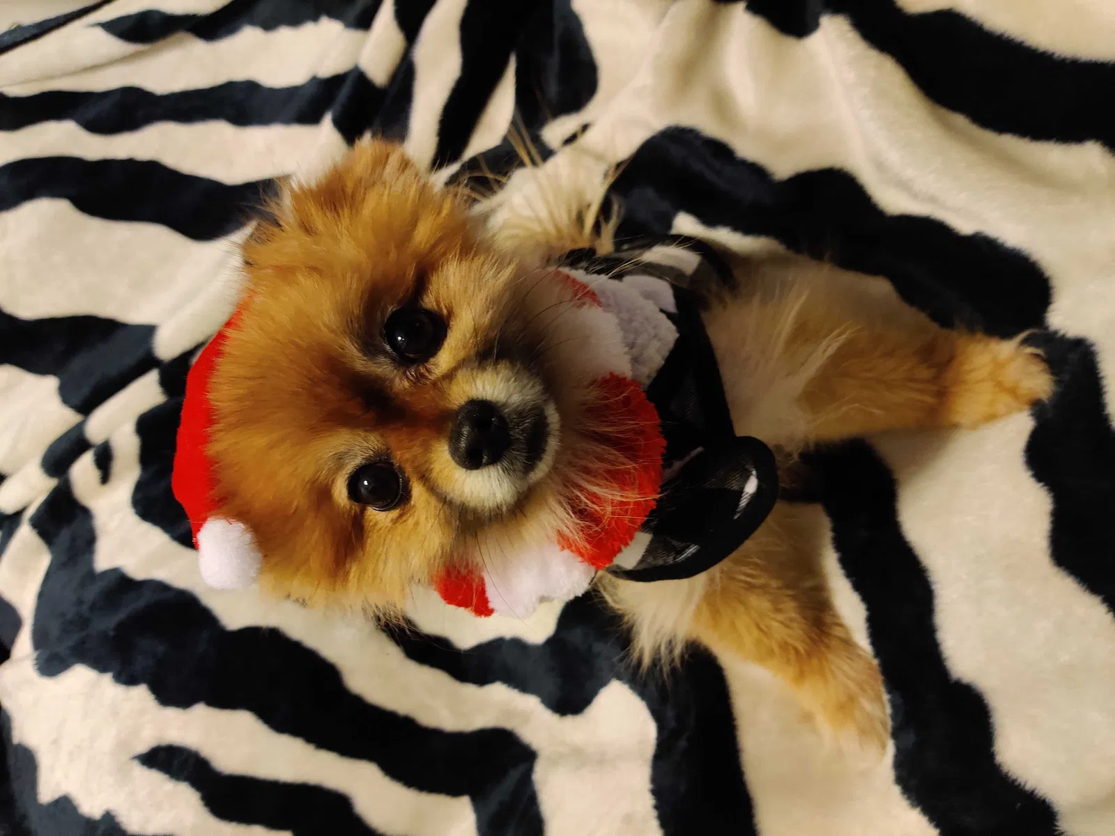Lost dog in Chicago, IL, 60639