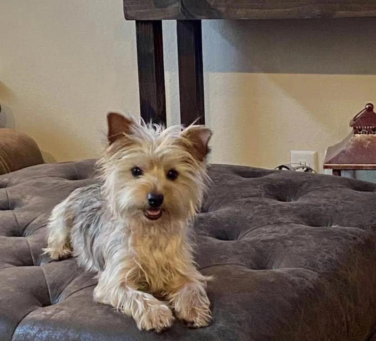 Lost dog in Temple, TX, 76502