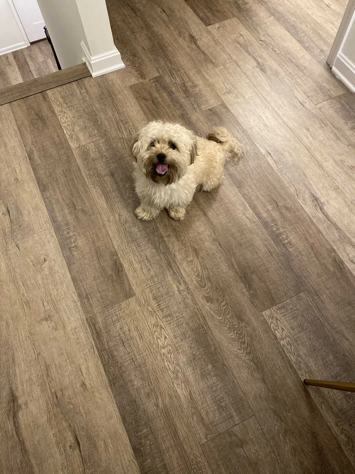 Lost dog in New Freedom, PA, 17349