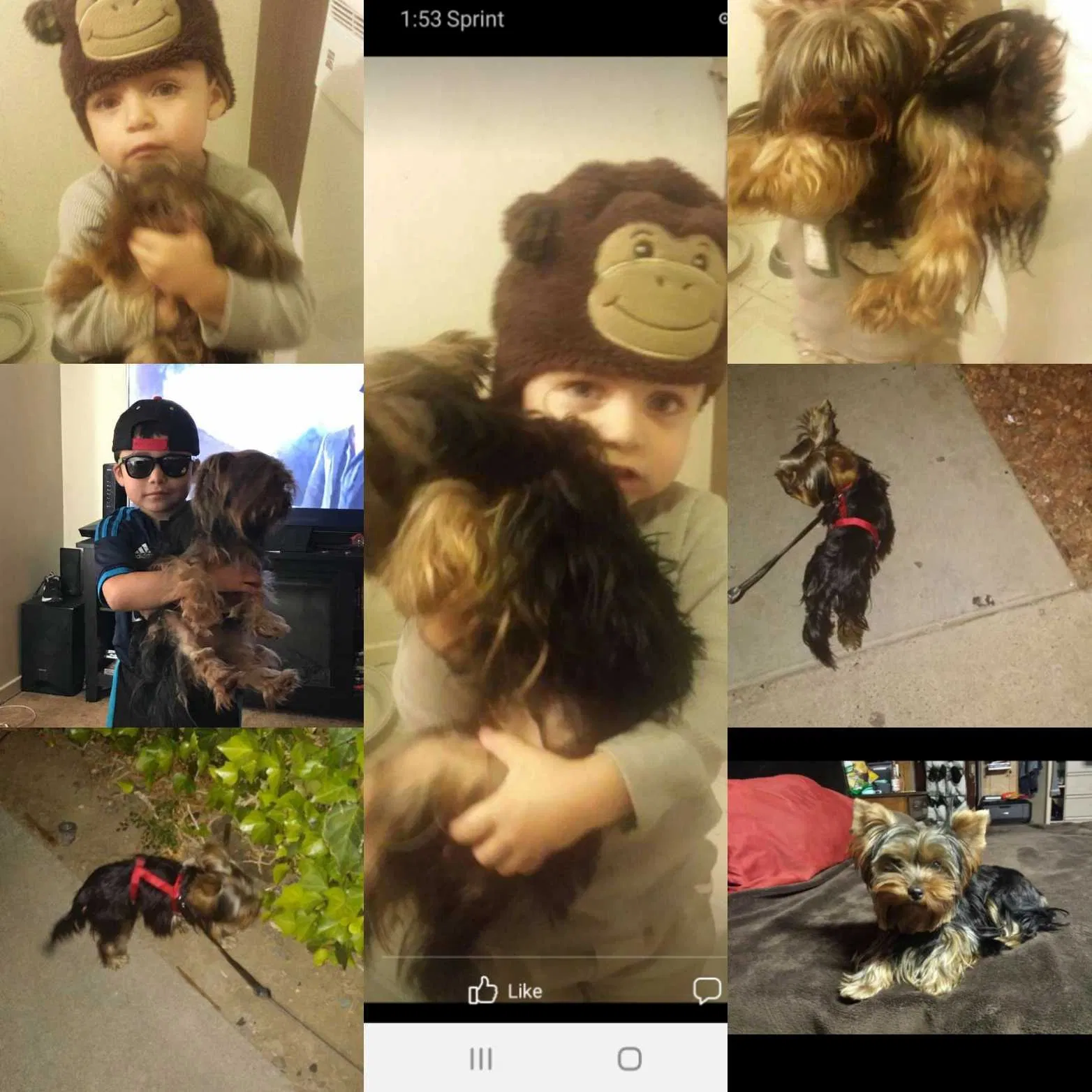 Lost dog in Sacramento, CA, 95823