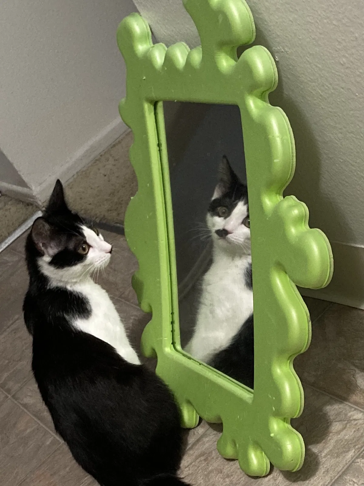 Lost cat in Fullerton, CA, 92831