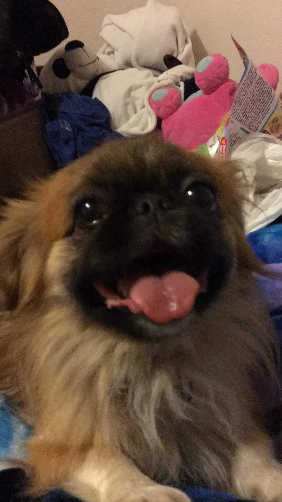 Lost dog in Harrisonburg, VA, 22802