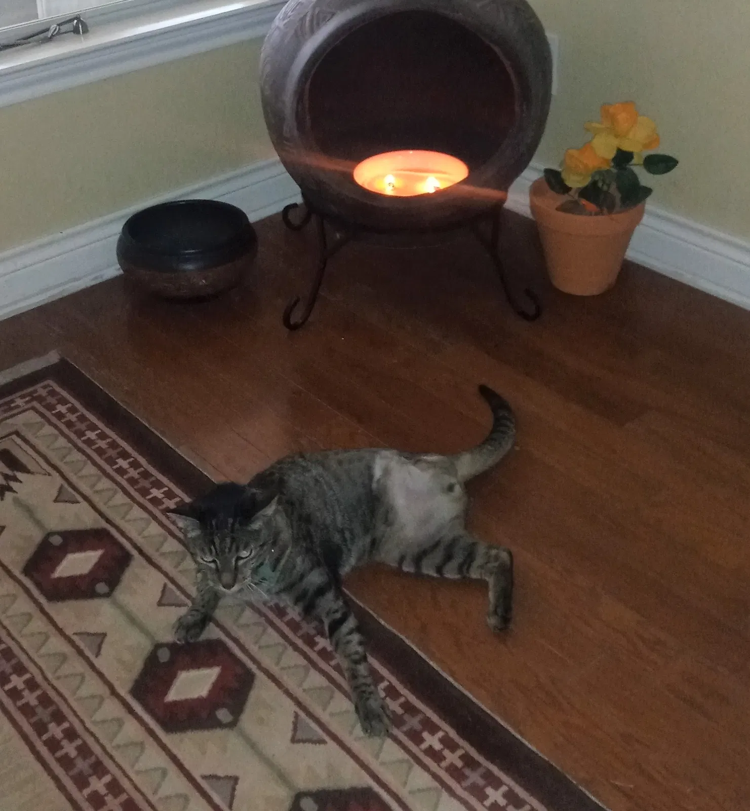 Lost cat in Georgetown, TX, 78628