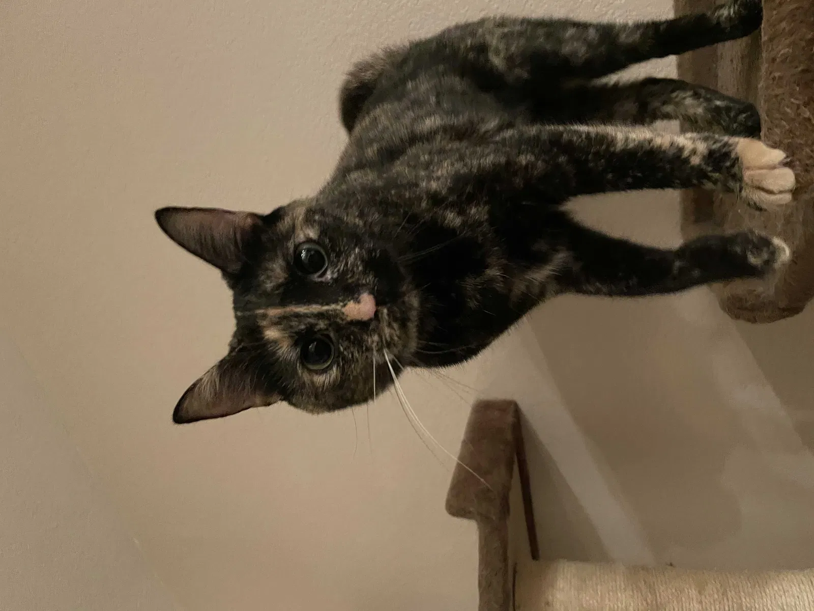 Lost cat in Menifee, CA, 92584