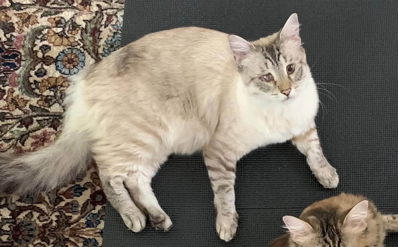 Lost cat in Beverly Hills, CA, 90212