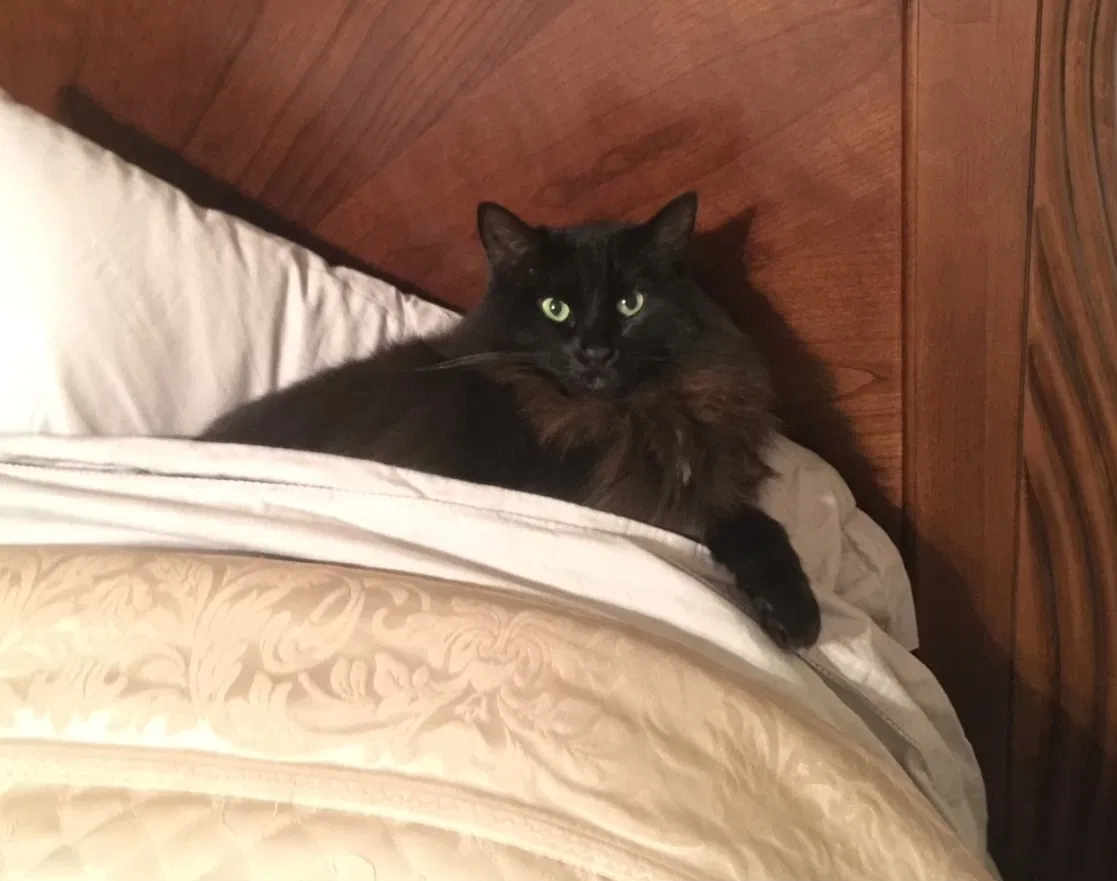 Lost cat in Woodbridge, CA, 95258