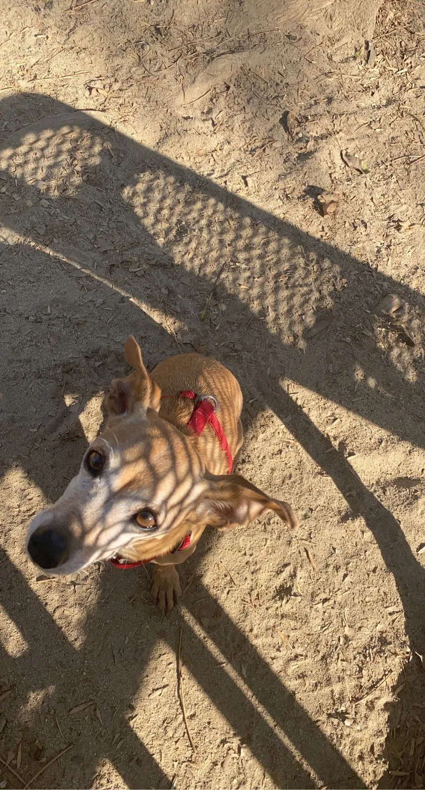Lost dog in Long Beach, CA, 90805