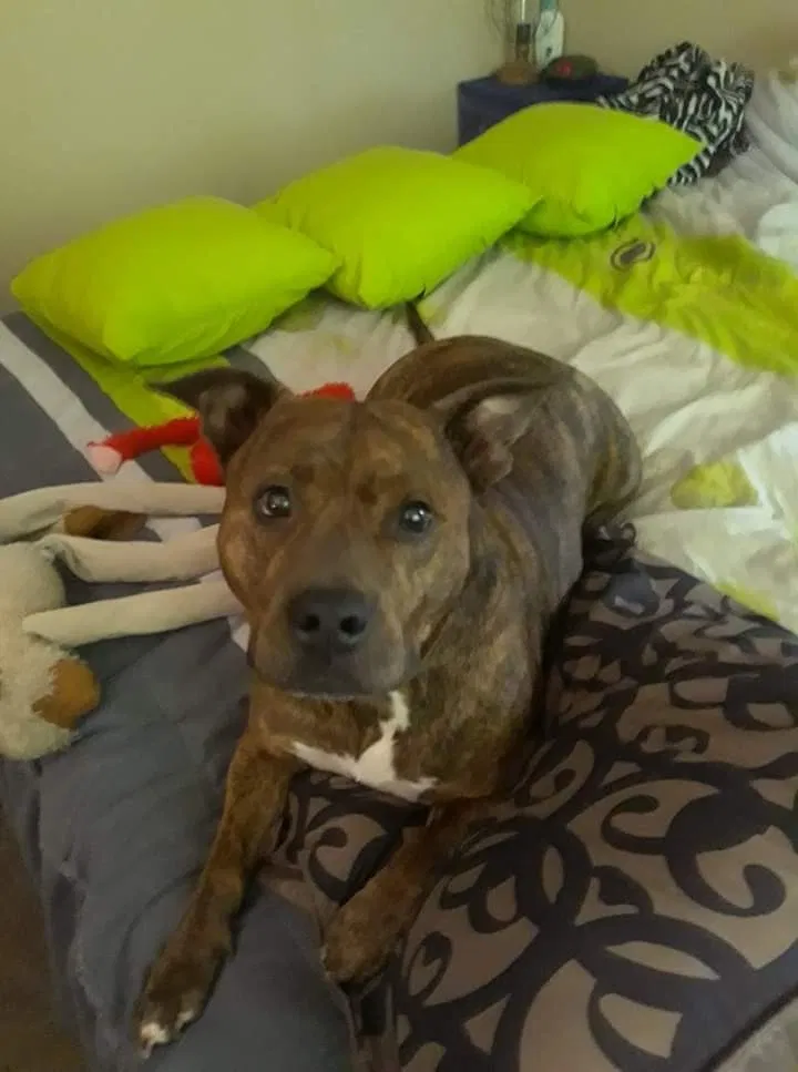 Lost dog in Brazil, IN, 47834