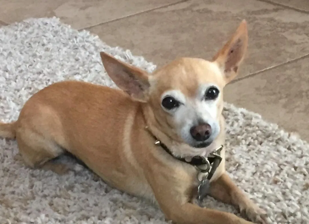 Lost dog in Chula Vista, CA, 91913