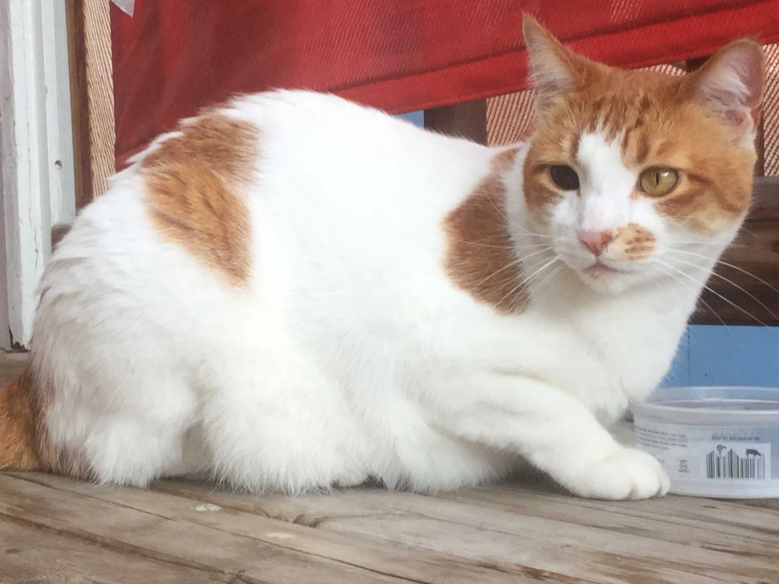 Lost cat in Seattle, WA, 98105