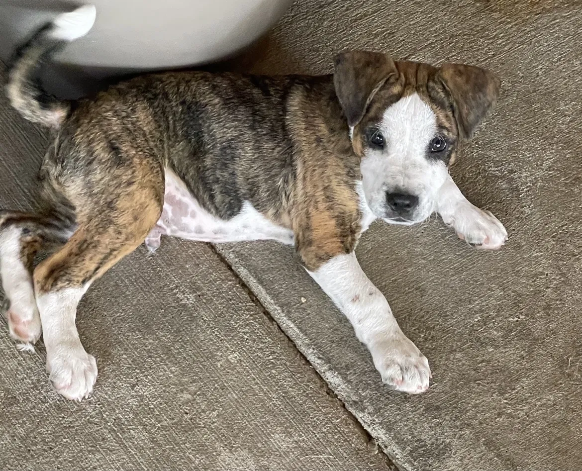 Lost dog in Arvin, CA, 93203