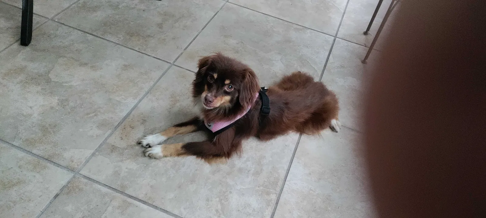 Lost dog in Orlando, FL, 32826