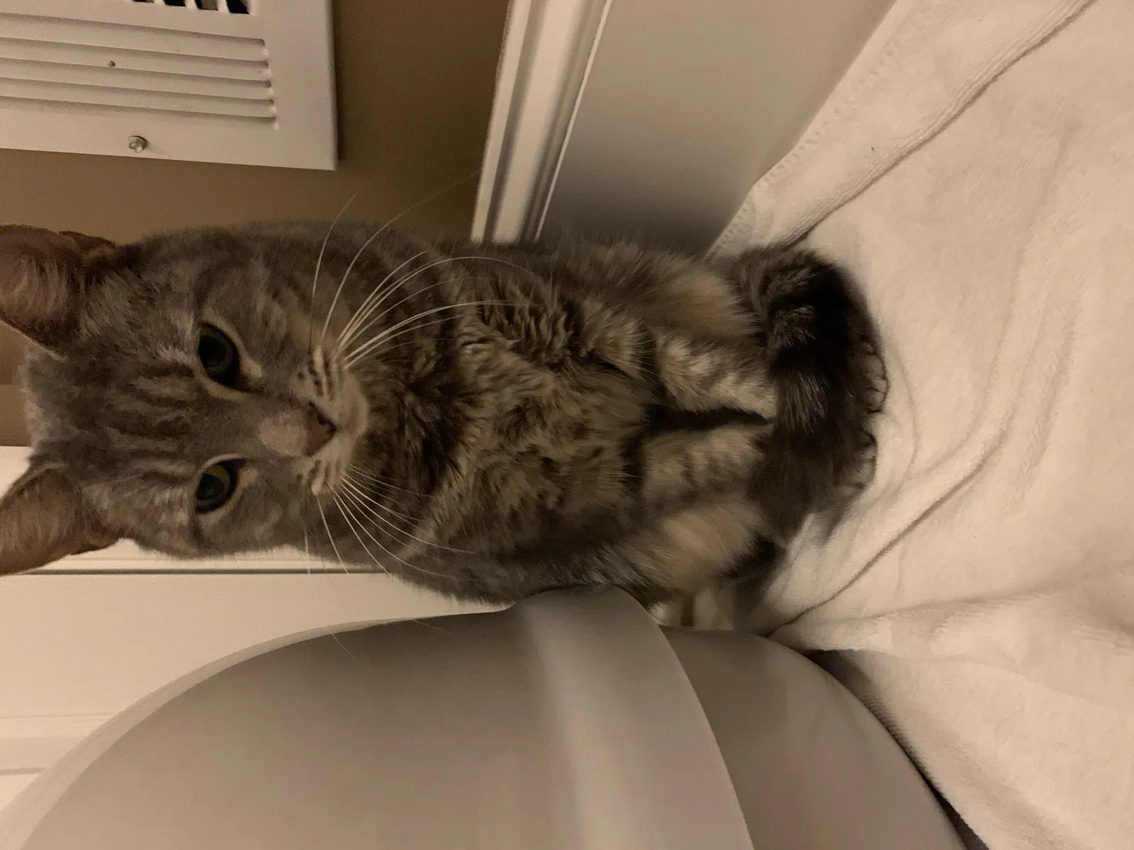 Found cat in Suwanee, GA, 30024
