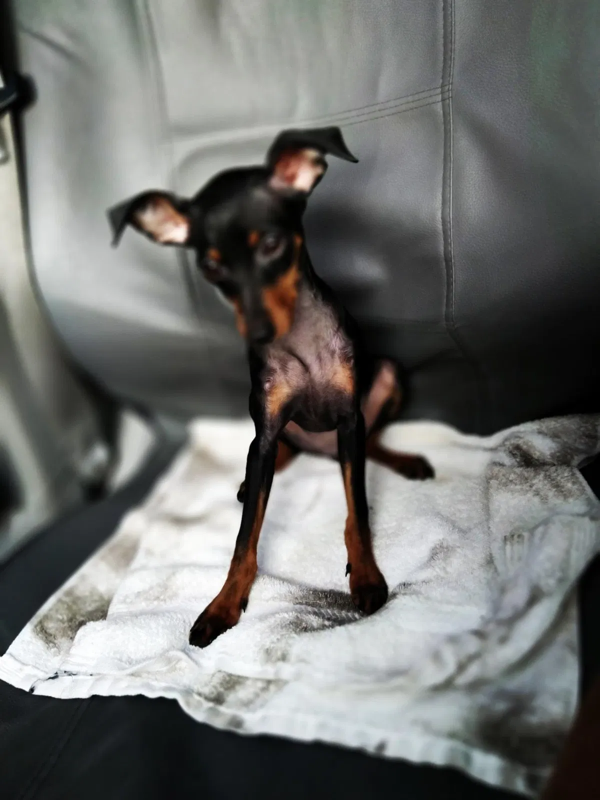 Lost dog in Anaheim, CA, 92802
